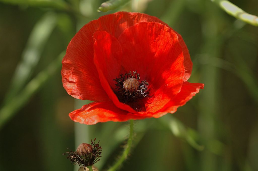 How to Grow&nbsp;Poppies