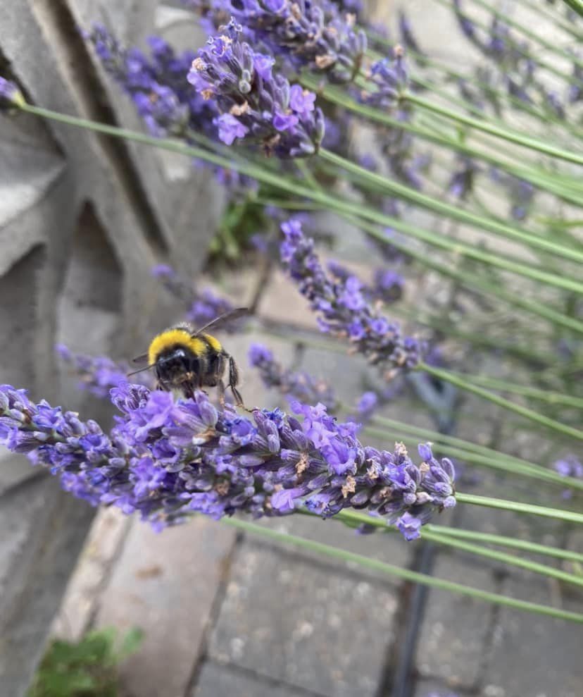 How to Support&nbsp;Bees